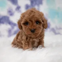 Zeus , a male Maltipoo for sale in Donna, TX – 1 of 7