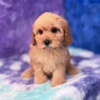 Piper , a female Cavapoo for sale in Donna, TX – 9 of 10