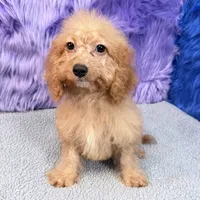 Minnie  - 7 day return guarantees, a female Cockapoo for sale in Donna, TX – 8 of 10