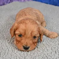 Ace - 7 day return guarantees, a male Cavapoo for sale in Donna, TX – 9 of 10