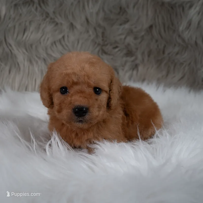 Ranger  Micro-Mini – Miniature Goldendoodle puppy for sale in Donna, TX