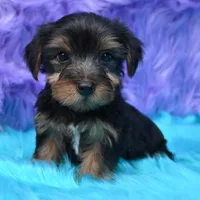 Gus , a male Yorkshire Terrier for sale in Donna, TX – 1 of 10