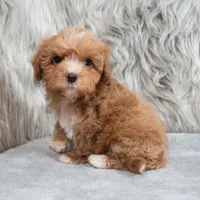 Monic , a female Maltipoo for sale in Donna, TX – 7 of 7