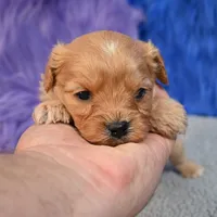 Rusty, a male Cavapoo for sale in Donna, TX – 5 of 10