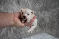 Murphy , a male Maltipoo for sale in Donna, TX – 9 of 10