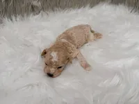 Maverick , a male Miniature Goldendoodle for sale in Donna, TX – Photo 6 of 6