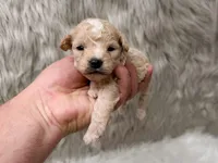 Maverick , a male Miniature Goldendoodle for sale in Donna, TX – Photo 2 of 6