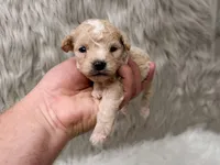 Maverick , a male Miniature Goldendoodle for sale in Donna, TX – Photo 3 of 6