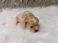 Maverick , a male Miniature Goldendoodle for sale in Donna, TX – Photo 5 of 6