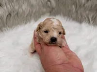 Maverick , a male Miniature Goldendoodle for sale in Donna, TX – Photo 4 of 6