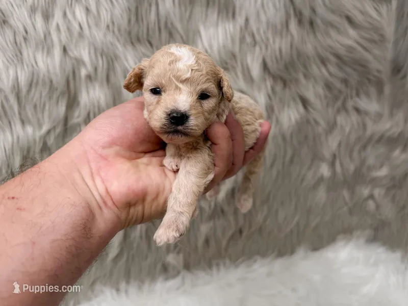 Maverick  – Miniature Goldendoodle puppy for sale in Donna, TX