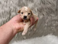 Maverick , a male Miniature Goldendoodle for sale in Donna, TX – Photo 1 of 6