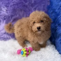Paul, a male Shihpoo for sale in Donna, TX – 8 of 10