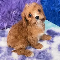 Stella , a female Cavapoo for sale in Donna, TX – 5 of 10