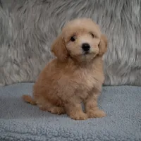 Max  Micro-Mini, a male Miniature Goldendoodle for sale in Donna, TX – 2 of 6