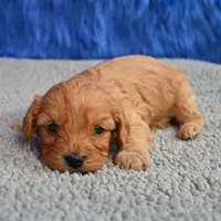 Ace - 7 day return guarantees, a male Cavapoo for sale in Donna, TX – 4 of 10