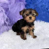 Maggie  - 7 day return guarantees, a female Yorkshire Terrier for sale in Donna, TX – 2 of 10