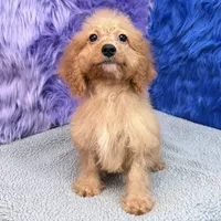 Minnie  - 7 day return guarantees, a female Cockapoo for sale in Donna, TX – 2 of 10