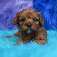 Bandit , a male Cavapoo for sale in Donna, TX – 6 of 8
