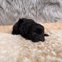 Thor , a male Maltipoo for sale in Donna, TX – Photo 2 of 8