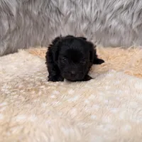 Thor , a male Maltipoo for sale in Donna, TX – Photo 4 of 8