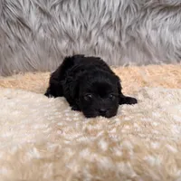 Thor , a male Maltipoo for sale in Donna, TX – Photo 3 of 8