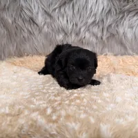 Thor , a male Maltipoo for sale in Donna, TX – Photo 7 of 8