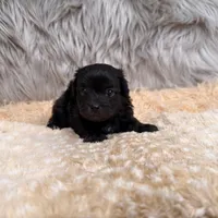 Thor , a male Maltipoo for sale in Donna, TX – Photo 1 of 8