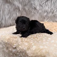 Thor , a male Maltipoo for sale in Donna, TX – Photo 8 of 8