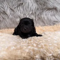 Thor , a male Maltipoo for sale in Donna, TX – Photo 5 of 8