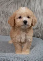 Archie  Micro-Mini, a male Miniature Goldendoodle for sale in Donna, TX – 7 of 7