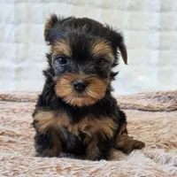 Angel , a female Yorkshire Terrier for sale in Donna, TX – 3 of 10