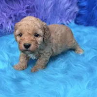 Jasper , a male Poodle - Miniature  for sale in Donna, TX – 9 of 10