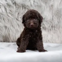 Athena , a female Poodle - Miniature  for sale in Donna, TX – 5 of 7