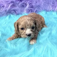 Stella , a female Cavapoo for sale in Donna, TX – 7 of 10
