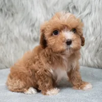 Monic , a female Maltipoo for sale in Donna, TX – 5 of 7