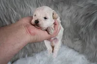 Mike , a male Maltipoo for sale in Donna, TX – 8 of 10