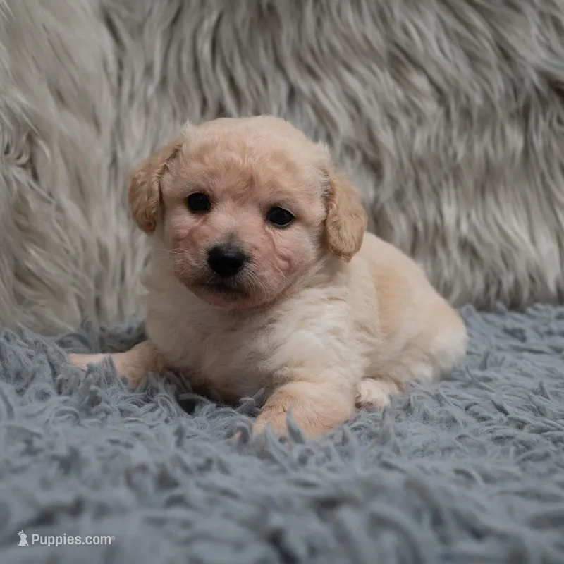 Jacob – Bichpoo puppy for sale in Donna, TX