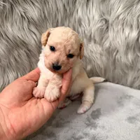 Jacob, a male Bichpoo for sale in Donna, TX – Photo 7 of 8