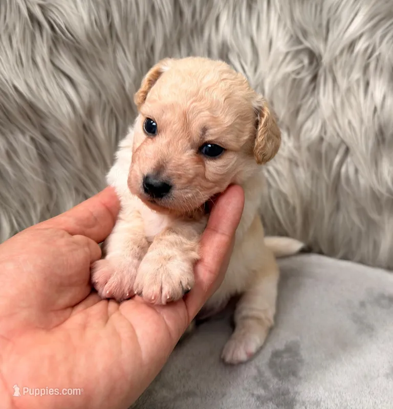 Jacob – Bichpoo puppy for sale in Donna, TX