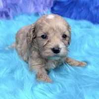 Scout , a male Cavapoo for sale in Donna, TX – 3 of 8
