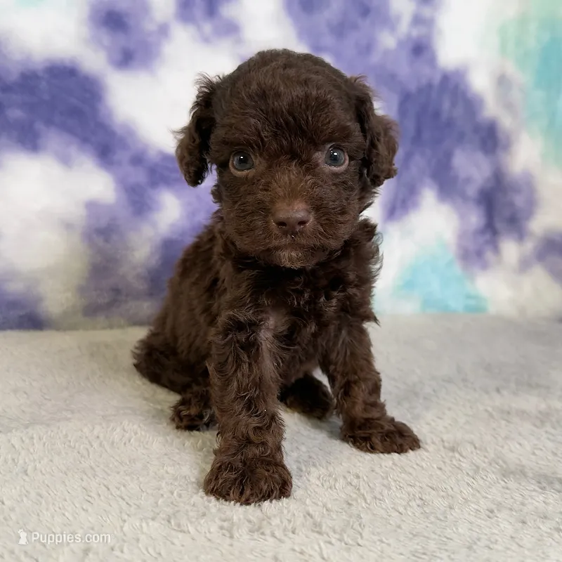 Oscar  – Poodle - Miniature  puppy for sale in Donna, TX
