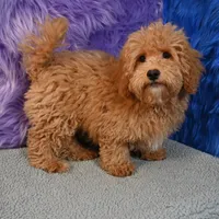 Paul - 7 day return policy, a male Shihpoo for sale in Donna, TX – 8 of 9
