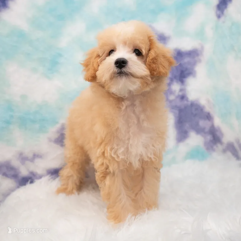 Leo – Miniature Goldendoodle puppy for sale in Donna, TX