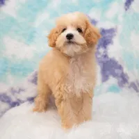 Leo, a male Miniature Goldendoodle for sale in Donna, TX – 1 of 7