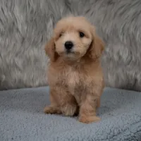 Max  Micro-Mini, a male Miniature Goldendoodle for sale in Donna, TX – 4 of 6