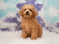 Lily, a female Miniature Goldendoodle for sale in Donna, TX – 2 of 6