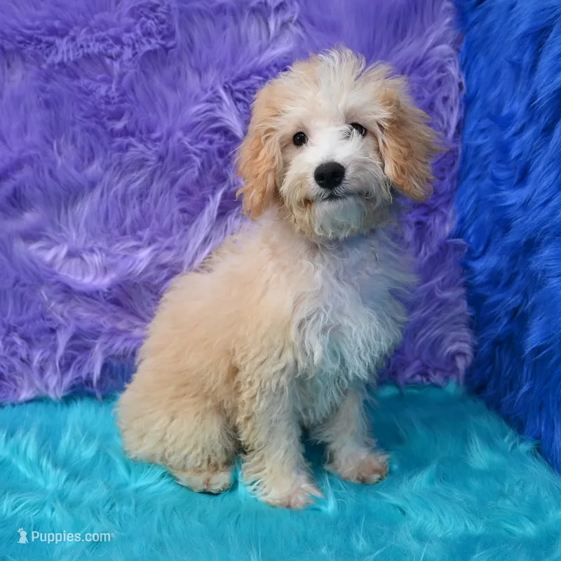 Leo – Miniature Goldendoodle puppy for sale in Donna, TX