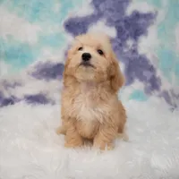 Archie, a male Miniature Goldendoodle for sale in Donna, TX – 5 of 5