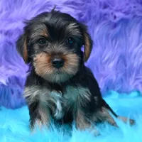 Izzy , a female Yorkshire Terrier for sale in Donna, TX – 7 of 9